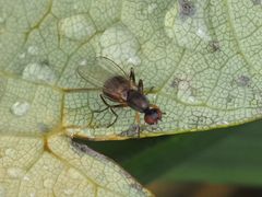 Nemopoda nitidula