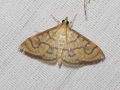 Anania labeculalis
