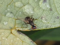 Nemopoda nitidula
