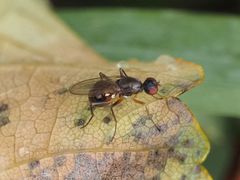 Nemopoda nitidula