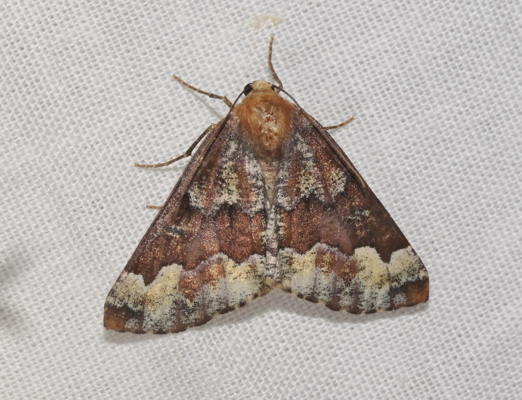 Caripeta pulcherrima