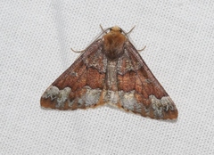 Caripeta pulcherrima