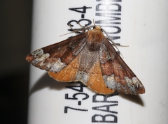 Caripeta pulcherrima