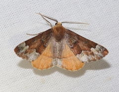 Caripeta pulcherrima