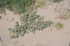 Jaborosa reflexa