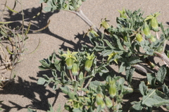 Jaborosa reflexa