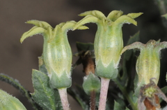 Jaborosa reflexa