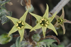 Jaborosa reflexa