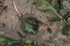 Jaborosa reflexa