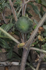 Jaborosa reflexa