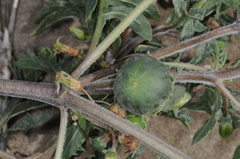 Jaborosa reflexa