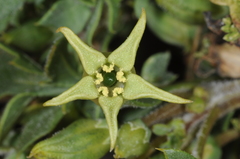 Jaborosa reflexa