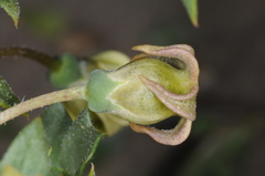 Jaborosa reflexa