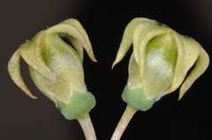 Jaborosa reflexa