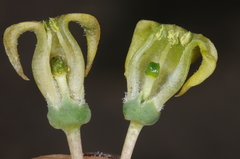 Jaborosa reflexa