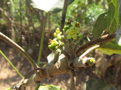 Jatropha curcas