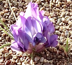 Oxytropis pumila