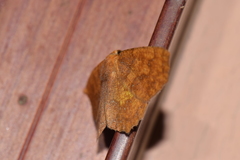 Periclina merana