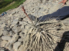 Tillandsia latifolia