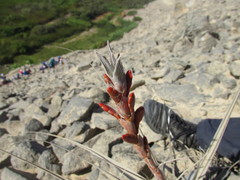 Tillandsia latifolia