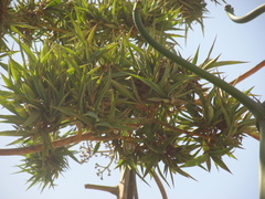 Furcraea occidentalis