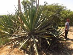 Furcraea occidentalis