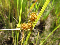 Cyperus luzulae