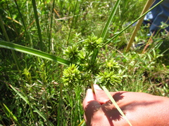 Cyperus luzulae