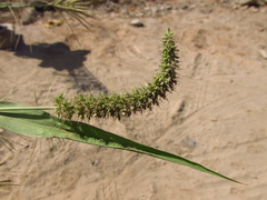 Setaria verticillata