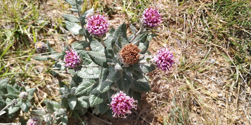 Acourtia tomentosa