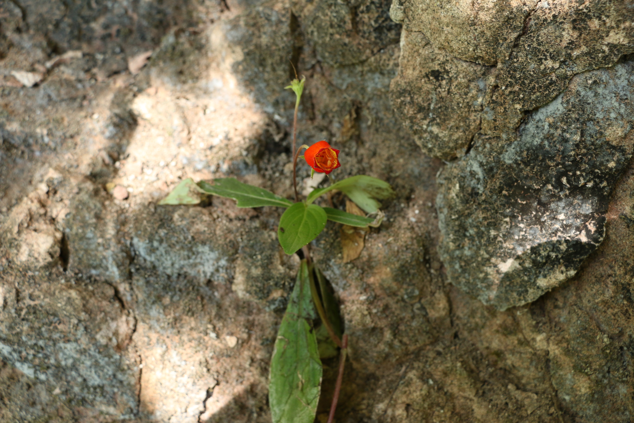 Seemannia sylvatica