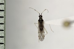 Dicyphus hesperus