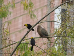 Chrysomus icterocephalus bogotensis