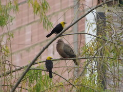 Chrysomus icterocephalus bogotensis