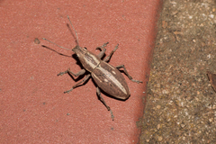 Naupactus dissimilis