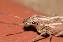 Naupactus dissimilis