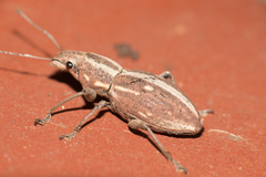 Naupactus dissimilis