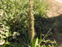 Setaria verticillata