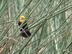 Chrysomus icterocephalus bogotensis