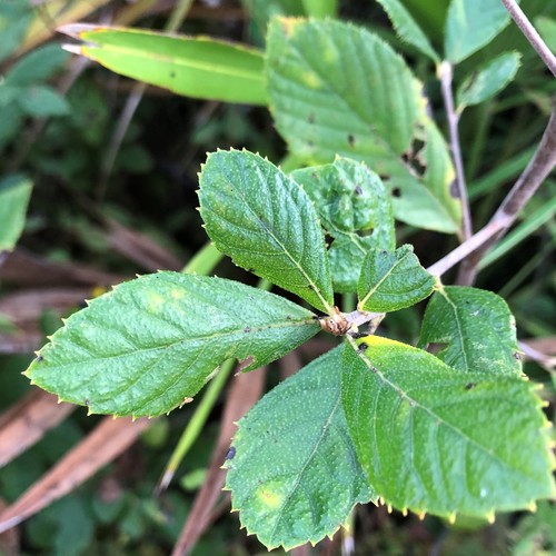 Clethra tomentosa image