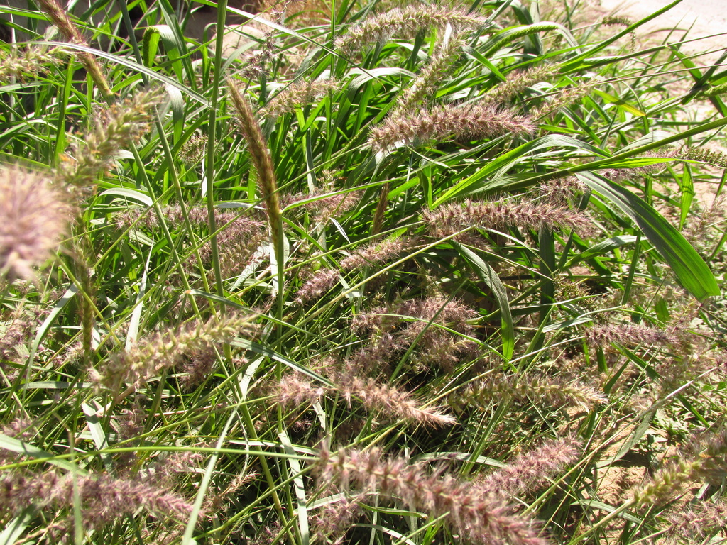 Beffelgrass buffelgrass from Bocatoma, Ica, Perú on May 2, 2016 at 12:03 PM by ...