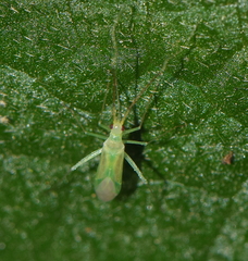 Parachius luteolus