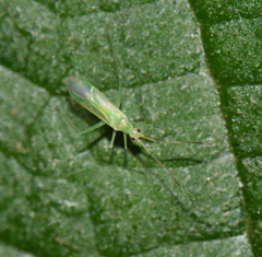 Parachius luteolus