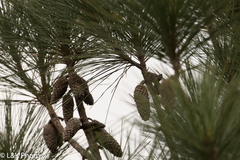 Pinus caribaea