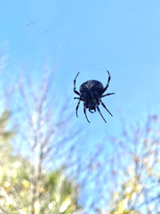 Neoscona orizabensis