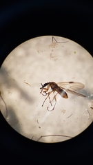 Dilophus neoinsolitus