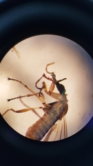 Dilophus neoinsolitus