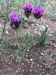 Oxytropis grandiflora