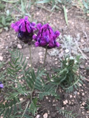 Oxytropis grandiflora