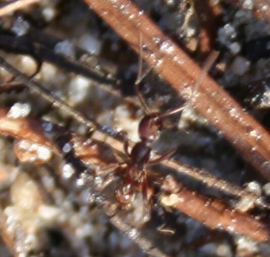 Leptogenys elongata